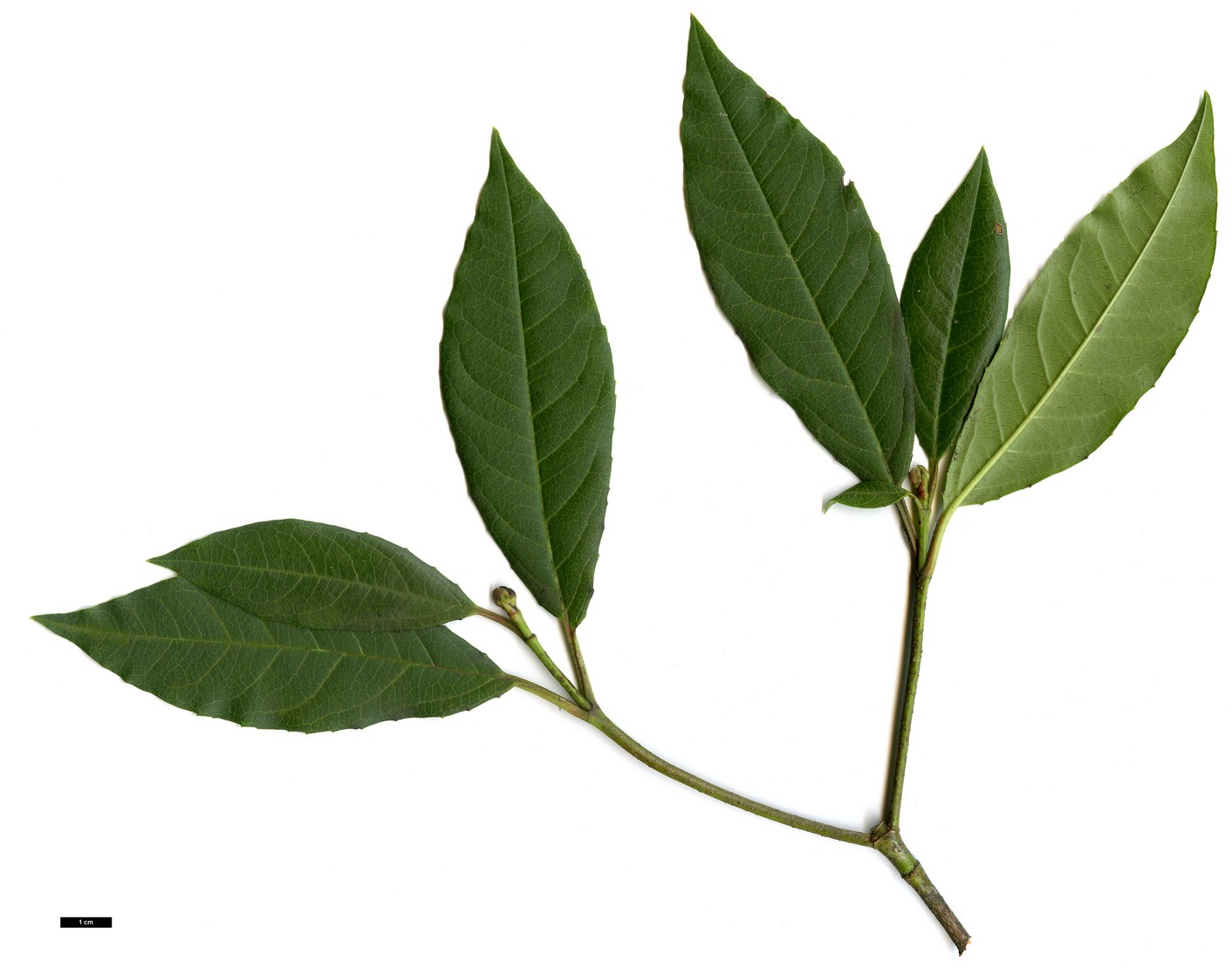 High resolution image: Family: Adoxaceae - Genus: Viburnum - Taxon: ×globosum - SpeciesSub: 'Jermyns Globe' (V.atrocyaneum × V.davidii)